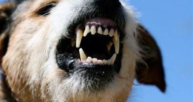 Trei animale din Istria și Mangalia, bolnave de rabie