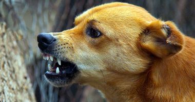 Stire din Social : Medicii veterinari constănţeni vor să prevină apariţia rabiei în judeţul nostru