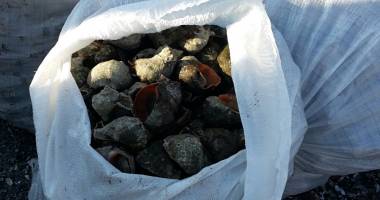CAPTURĂ IMENSĂ LA CONSTANȚA /  Sute de kilograme de rapană, descoperite de polițiști - 3