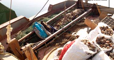 Tone de rapană, confiscate de ofițerii Gărzii de Coastă - 2