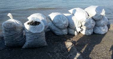 CAPTURĂ IMENSĂ LA CONSTANȚA /  Sute de kilograme de rapană, descoperite de polițiști - 4