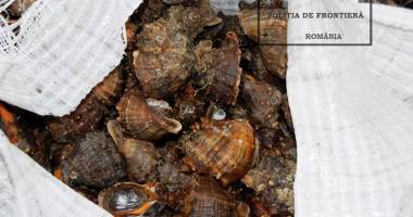 Captură de proporții în Portul Constanța - 2