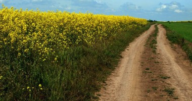 Stire din Economie : Agricultura constănțeană,  răpusă de secetă și îngheț