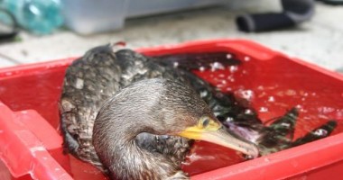 Echipa de intervenție a Oceanic Club nu va mai putea salva vietățile din Dobrogea - 2