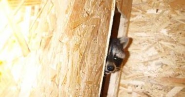 Un raton și prietenele sale fac senzație în Microrezervația de la Constanța (GALERIE FOTO) - 2