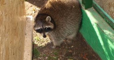 Un raton și prietenele sale fac senzație în Microrezervația de la Constanța (GALERIE FOTO) - 3