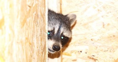 Un raton și prietenele sale fac senzație în Microrezervația de la Constanța (GALERIE FOTO) - 4