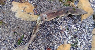 Stire din Social : Un rechin dintr-o specie inofensivă a eșuat pe plaja dintre Eforie Sud și Tuzla