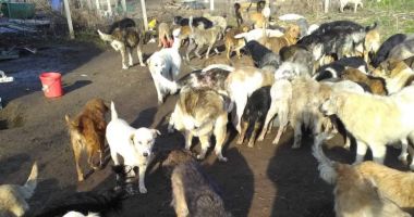 GALERIE FOTO. Peste 150 de câini și pisici, ținuți în CONDIȚII GREU DE SUPORTAT! Poliția a luat toate animalele! - 2