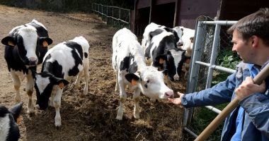 Reguli noi pentru crescătorii de animale, dacă vor fonduri europene