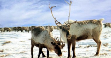 Stire din Actualitate : Reni radioactivi în Norvegia, la 30 de ani de la catastrofa de la Cernobîl