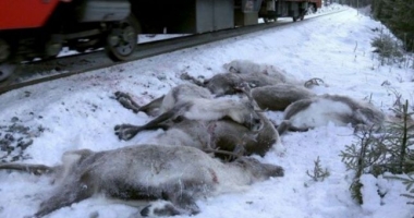 FOTO / Transhumanță de coșmar. Peste o sută de reni, uciși de trenuri în nordul Norvegiei - 2