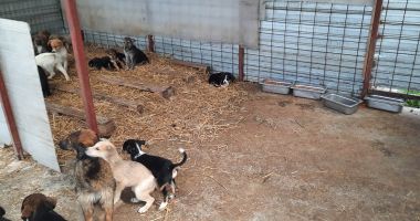 Stire din Social : Adăpostul pentru animalele fără stăpân din Constanţa este renovat