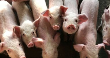 Stire din Economie : Republica Moldova a interzis importurile de carne de porc din România