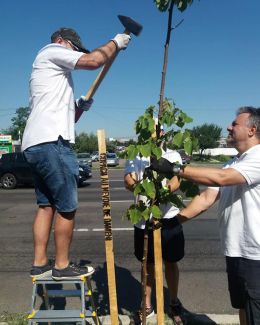 Copacii din parcul de la Gară, îngrijiți  în cadrul campaniei "Trees need people. Constanta Restart" - 4