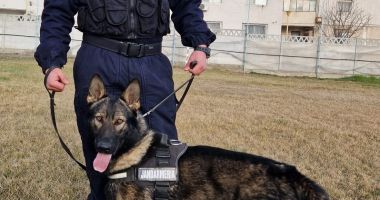 Stire din Social : Rex este noul coleg canin al jandarmilor constănţeni, care îi va ajuta în misiuni