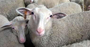 Rezultate spectaculoase ale cercetătorilor de la Oieria Palas - 2