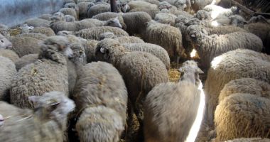 Rezultate spectaculoase ale cercetătorilor de la Oieria Palas - 3