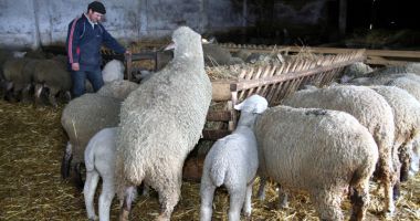 Rezultate spectaculoase ale cercetătorilor de la Oieria Palas - 5