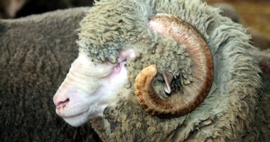 Rezultate spectaculoase ale cercetătorilor de la Oieria Palas - 6