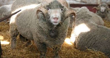 Rezultate spectaculoase ale cercetătorilor de la Oieria Palas - 8