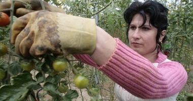 Stire din Social : Se caută femei pentru munci agricole în Spania