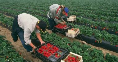 Stire din Social : Ciucă: Majoritatea “spaniolilor” nu se mai întorc acasă