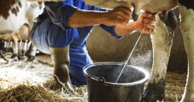Stire din Economie : INS: România importă din ce în ce mai mult lapte