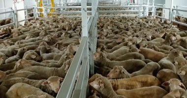 Stire din Economie : România a exportat animale vii de peste 120 de milioane de euro