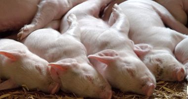 Stire din Economie : România a pierdut peste 1,2 milioane de porci