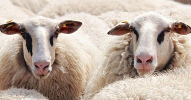 Stire din Economie : A fost deschis exportul de ovine către Maroc
