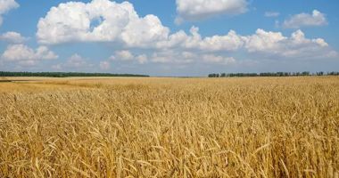 Stire din Economie : România are un nivel excepţional la recolta din acest an