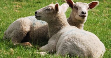 România exportă 800.000 de ovine în Iran
