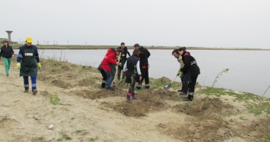 Angajații KMG International, acțiune de voluntariat în județul Constanța: 2.200 de copaci plantați în Corbu - 9