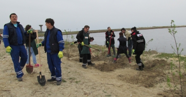 Angajații KMG International, acțiune de voluntariat în județul Constanța: 2.200 de copaci plantați în Corbu - 3