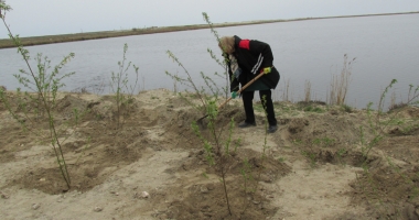 Angajații KMG International, acțiune de voluntariat în județul Constanța: 2.200 de copaci plantați în Corbu - 6