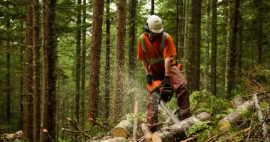 Stire din Economie : Sindicatele avertizează! Patrimoniul forestier al statului român este pus în pericol
