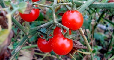 Stire din Sănătate : Așa depistezi roșiile modificate genetic de pe piață