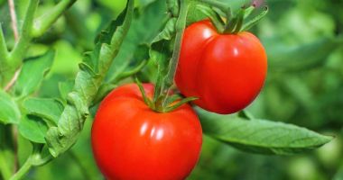 Stire din Sănătate : Tomatele au proprietăți de scădere a colesterolului