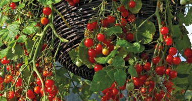 Roșiile cherry sunt pline de vitaminele A, B și C