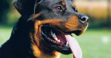 Stire din Eveniment : ȘOCANT. Bărbat sfâșiat de rottweiler în plină stradă