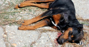 Stire din Eveniment : Rottweiler împușcat mortal după ce și-a mușcat stăpânul