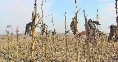Stire din Economie : Agricultorii mai au de așteptat. Seceta nu se dă plecată din Dobrogea