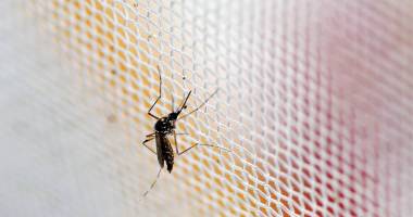 Stire din Actualitate : Rusia anunță primul caz de infectare cu virusul Zika