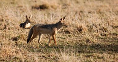Stire din Actualitate : Şacalii aurii din Delta Dunării bagă spaima în localnici