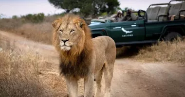 Ghidul de safari