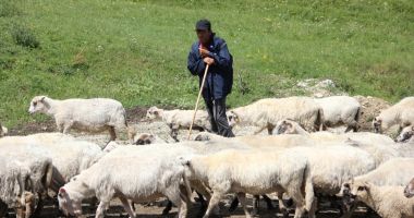 Stire din Economie : S-a înființat Asociația Profesională a Ciobanilor