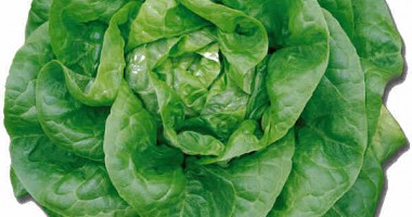 Stire din Diverse : Salata verde din supermarket nu este chiar atât de sănătoasă