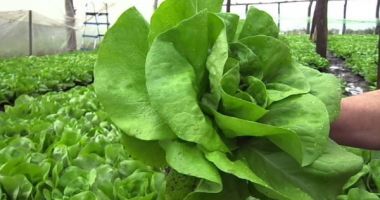 Stire din Actualitate : ALERTĂ ALIMENTARĂ! CINCI PERSOANE AU MURIT, DUPĂ CE AU MÂNCAT SALATĂ INFESTATĂ CU E.COLI
