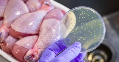 Stire din Social : Alertă alimentară. A fost retrasă carne de pui suspectă de Salmonella